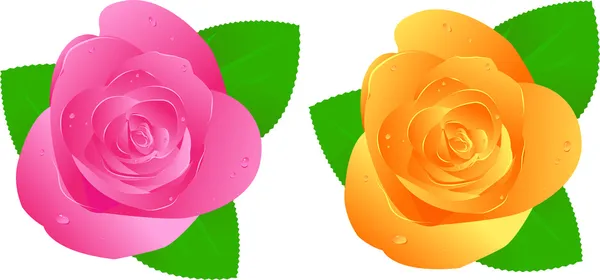 Δύο τριαντάφυλλα με σταγόνες νερού — Διανυσματικό Αρχείο