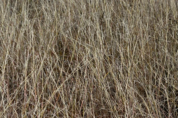 Field of a dry grass. — Stock Photo, Image