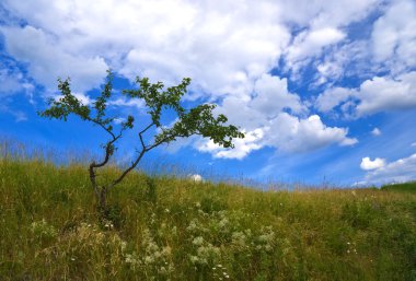 Green bush against the blue sky clipart