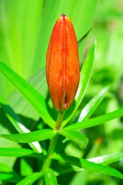 kraliyet kırmızı lily Bud