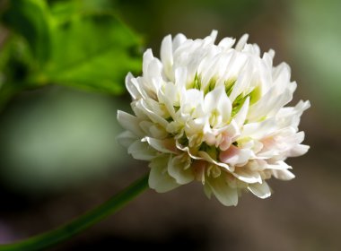 White clover (trifolium repens) clipart