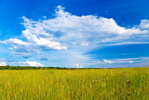 Summer field with high yellow grass and blue sky with big white cloud
