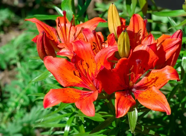 stock image Red royal lilies