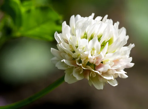 White clover (trifolium repens) — Stock Photo, Image
