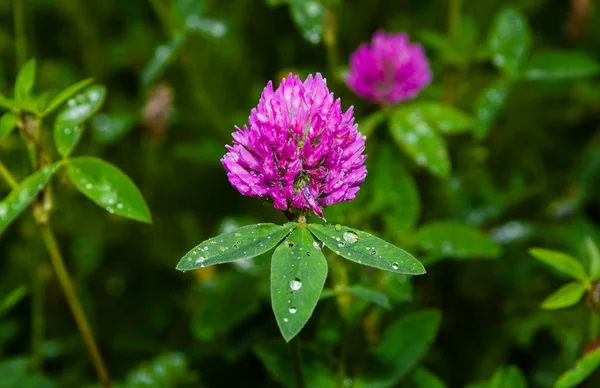 stock image Pink clover (trifolium pratense)