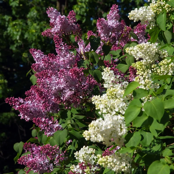 stock image Purple and White Lilac