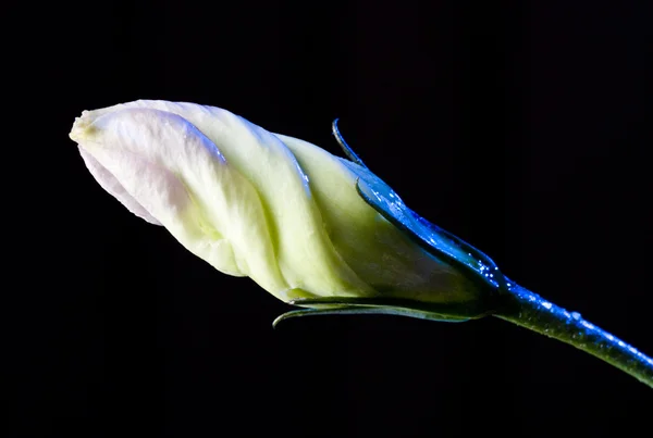 Bourgeon de fleur avec des gouttes d'eau sur noir — Photo