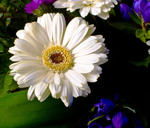 White gerbera with water drops — Stock Photo, Image