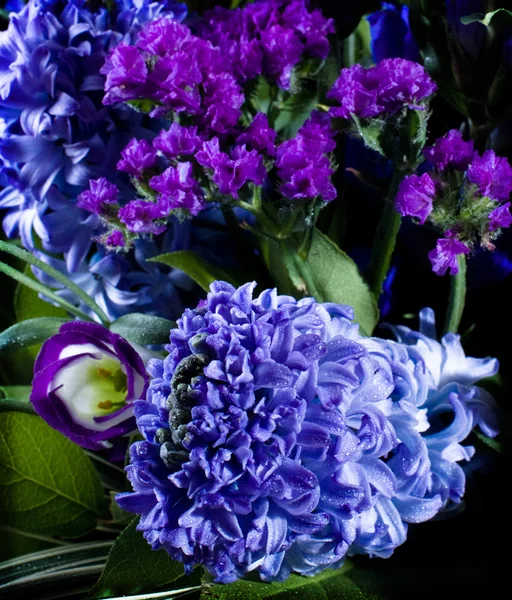 Deep violet hyacinthus orientalis — Stock Photo, Image