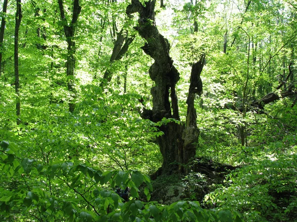 stock image Trees