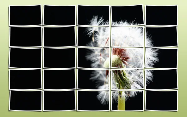 Stock image Dandelion