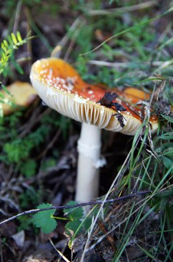 bir ormandaki kırmızı sinek agaric