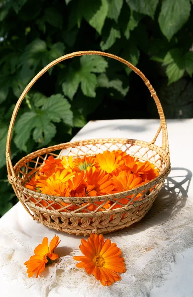 bir bask parlak taze calendula çiçeği.