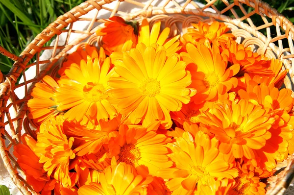 stock image Basket with bright orange marigolds