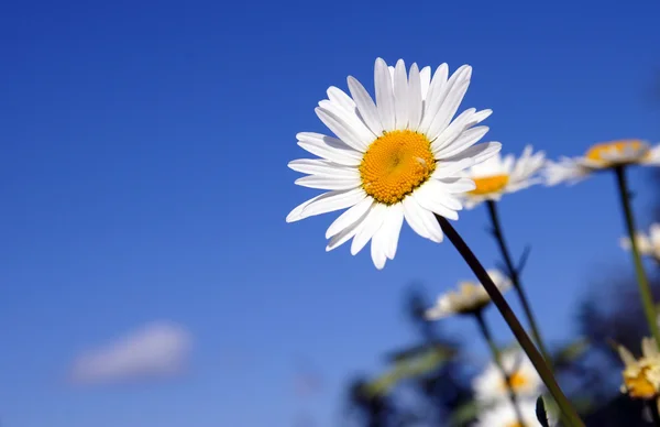 Ein sonniges Gänseblümchen vor blauem Himmel — Stockfoto