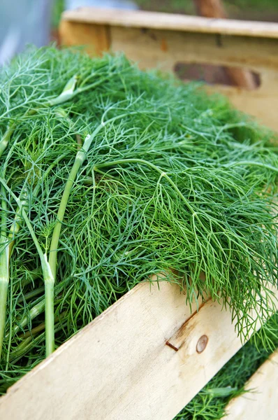 stock image New dill crop in a wooden garden box