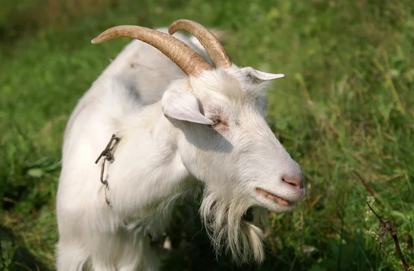 stock image White goat on a meadow