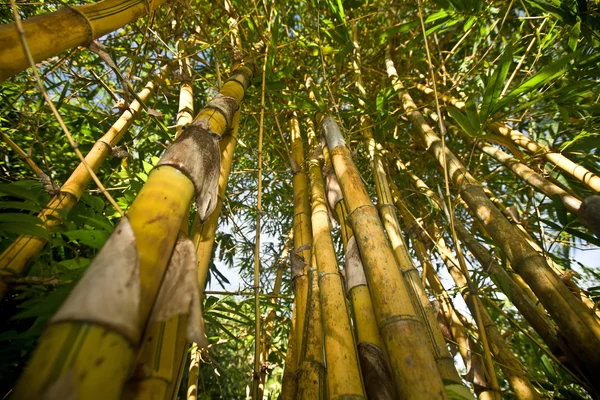 Yaprak gökyüzü ile bir bambu. — Stok fotoğraf