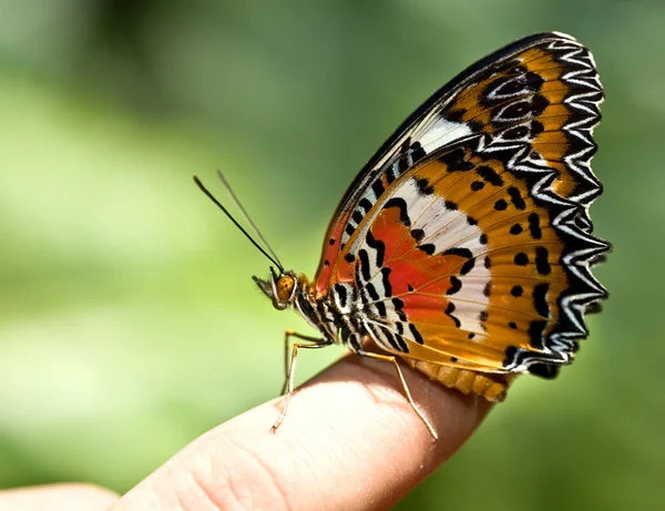 Çocuk parmağındaki güzel kelebek. — Stok fotoğraf