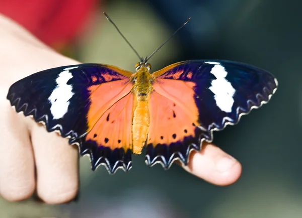 Krásný motýl na prstu dítěte. — Stock fotografie