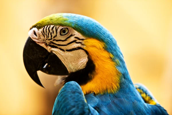 Madár papagáj fejét. — Stock Fotó