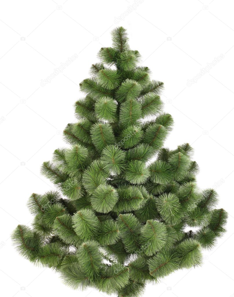 Green christmas pine without decoration.