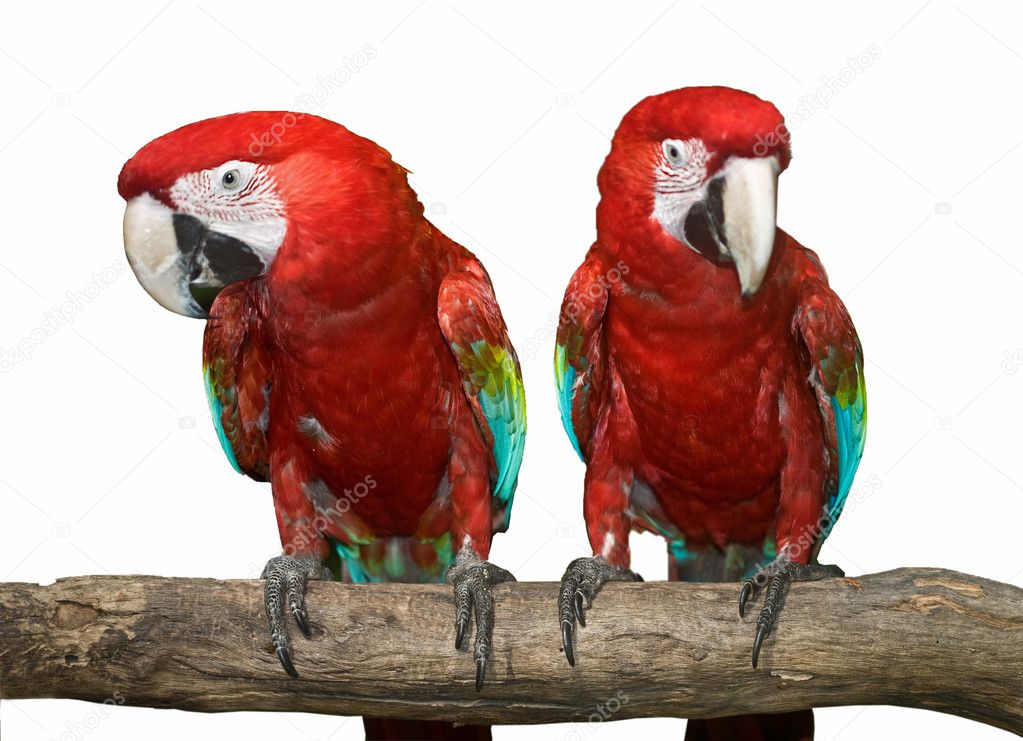 Two red tropical wild parrot