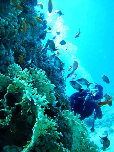 Skupina korálových ryb v modré vodě. — Stock fotografie