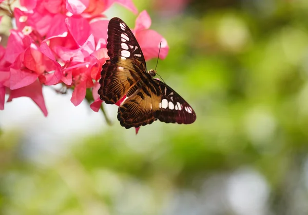 Mariposa y flor roja — Foto de Stock
