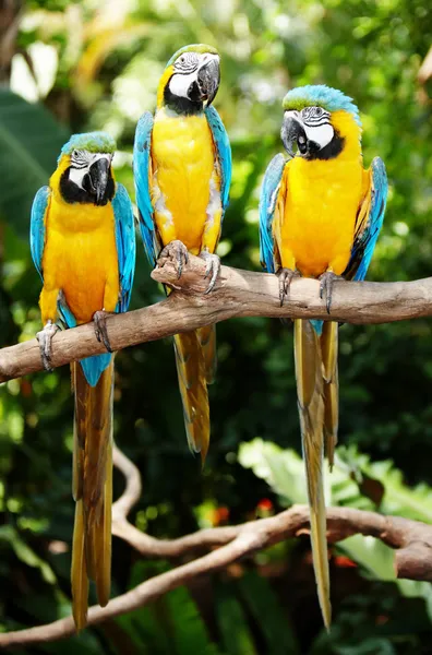 Três papagaios na floresta tropical verde . — Fotografia de Stock