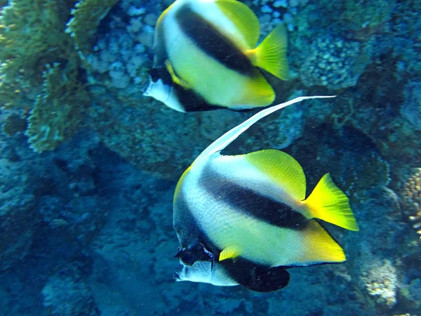 Coupleof korálových ryb v modré vodě. — Stock fotografie