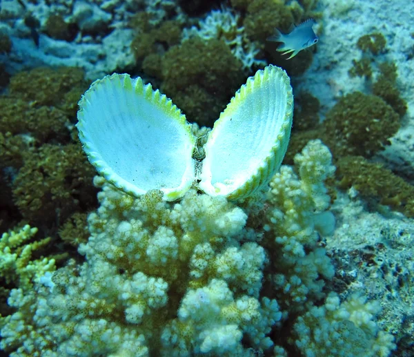 Grupp av korall och seashell i vatten — Stockfoto