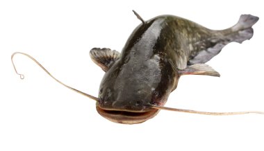 Big river catfish clipart