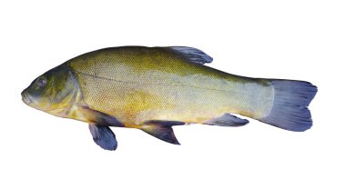 Tench clipart