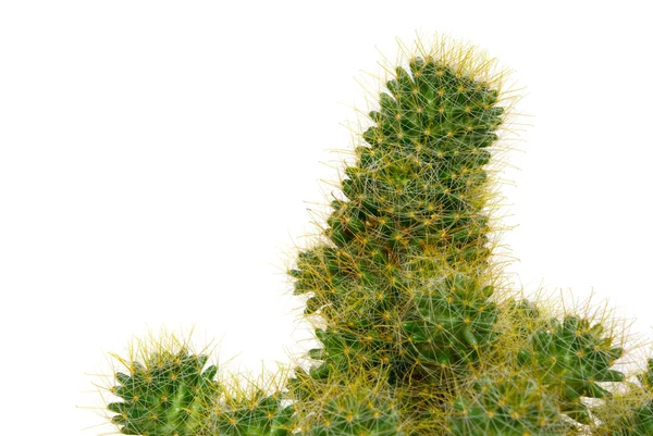 Cactus — Stockfoto