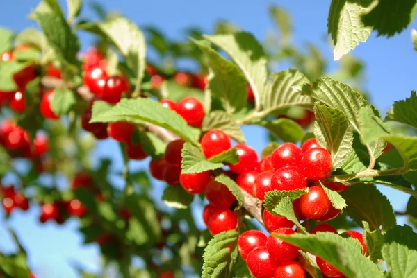 stock image Nanking Cherry