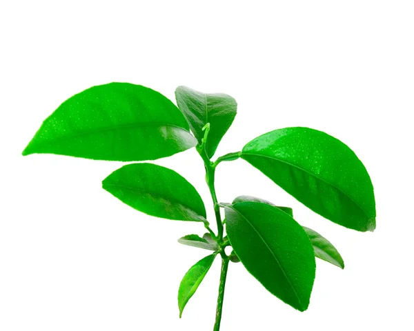 Kleine Pflanze aus Zitrusfrüchten — Stockfoto