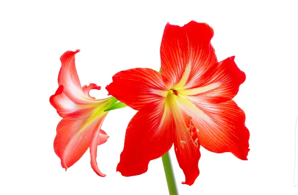 Hipeastrum kwiaty — Zdjęcie stockowe