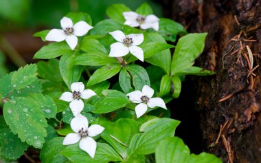 Flowering ground dogwood clipart