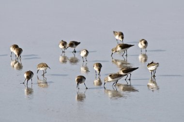 Foraging SandPipers clipart