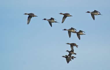 Flying Pintail Ducks clipart
