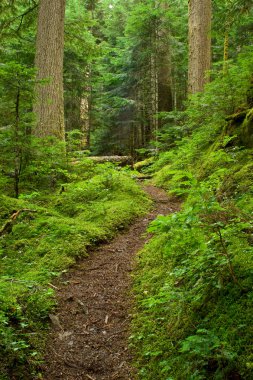 Pacific Northwest Rainforest Path clipart