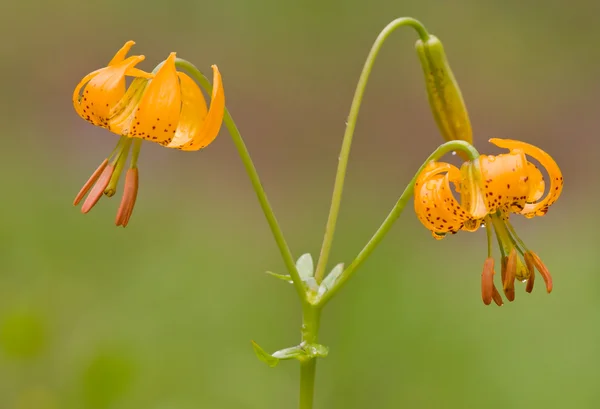 Blühende Tigerlilie — Stockfoto