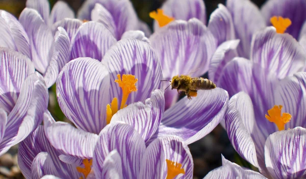 Stock image Bee gathering Pollen