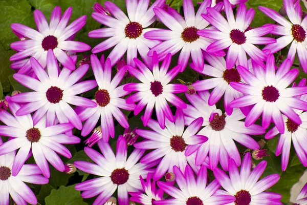 Purple Aster Cluster — Stock Photo, Image