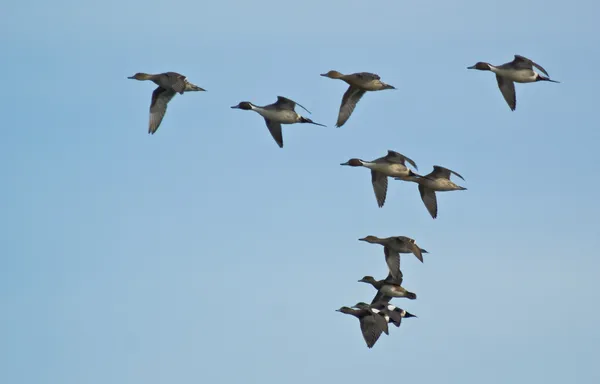 stock image Flying Pintail Ducks