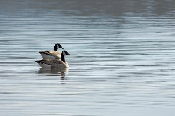 stock image Pair of Canada Geese