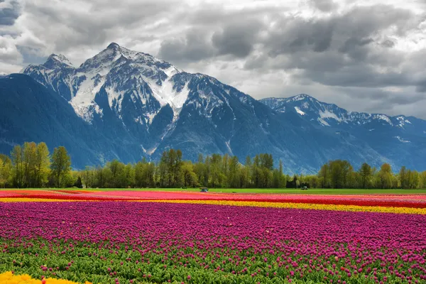 Tulipani e Montagna — Foto Stock