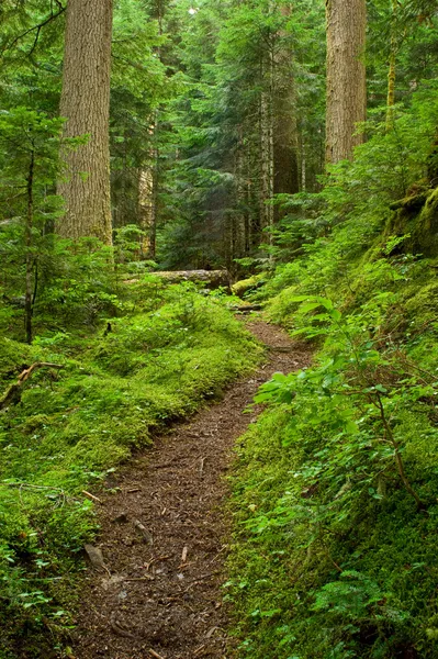 Pacific Northwest Rainforest Path — Stock Photo, Image