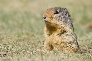 Watching Ground Squirrel clipart